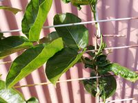 Mondia whitei 